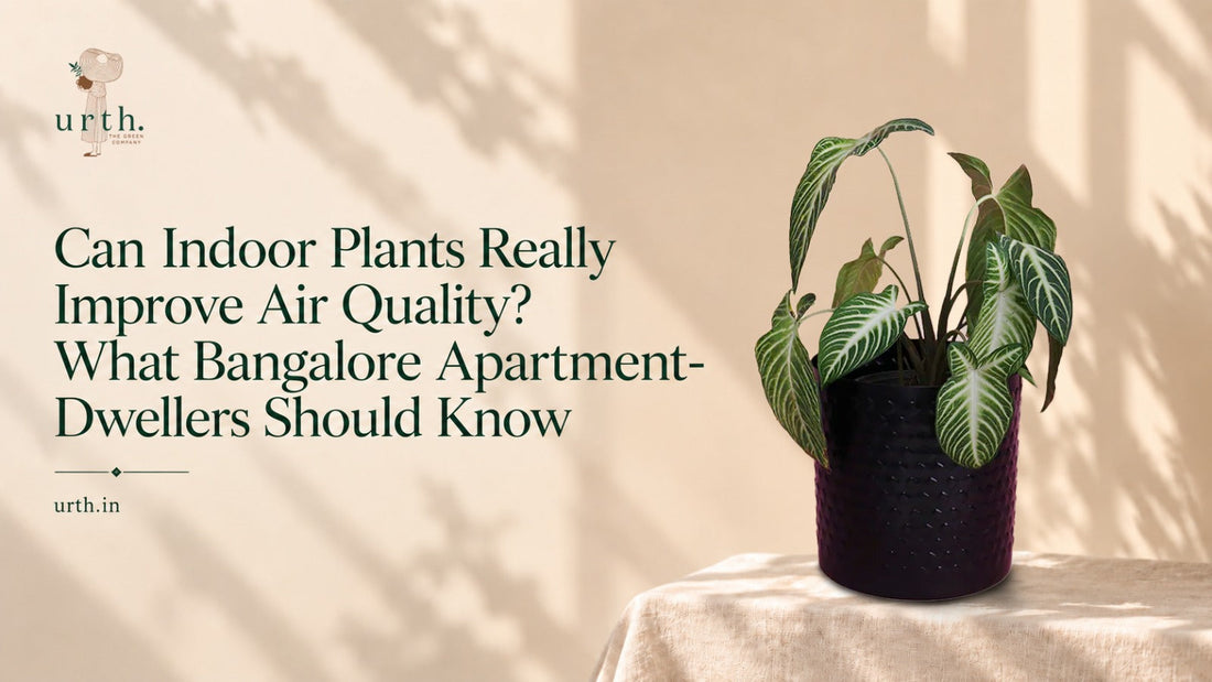 Can Indoor Plants Really Improve Air Quality? What Bangalore Apartment-Dwellers Should Know