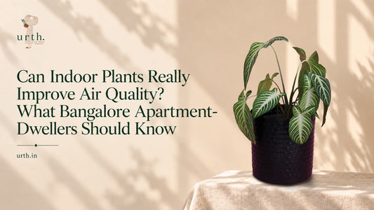Can Indoor Plants Really Improve Air Quality? What Bangalore Apartment-Dwellers Should Know