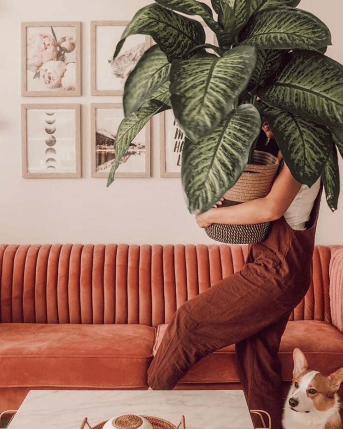 5 Best Indoor Plants for a Healthy Home