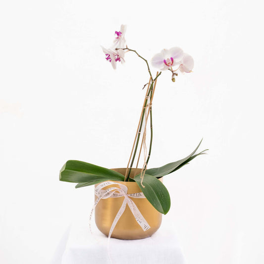 Minimalist potted plant – a unique Valentine’s gift for him