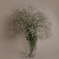 Gypsophila