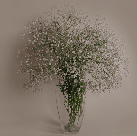 Gypsophila