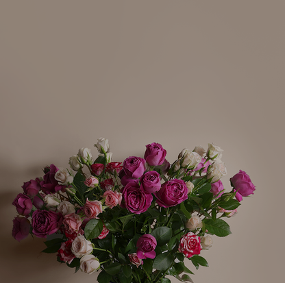 Spray Rose