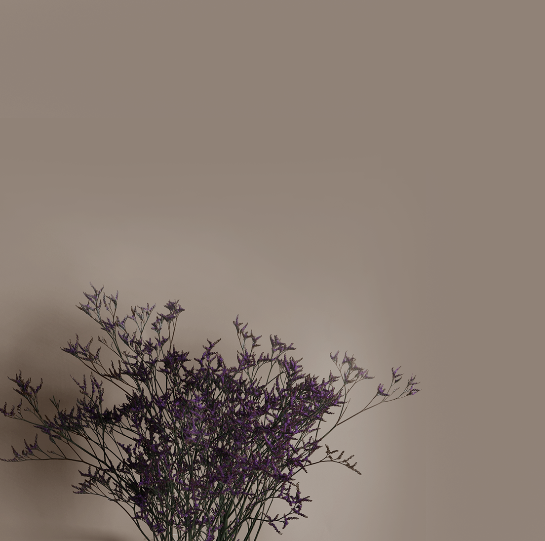 Limonium