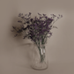 Limonium