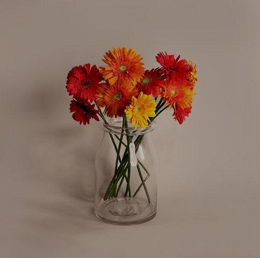 Gerbera