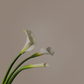 Calla Lily