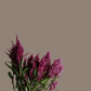 Cockscomb Celosia