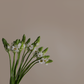 Ornithogalum