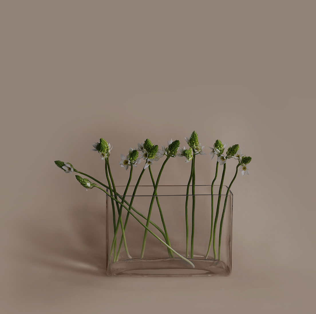 Ornithogalum