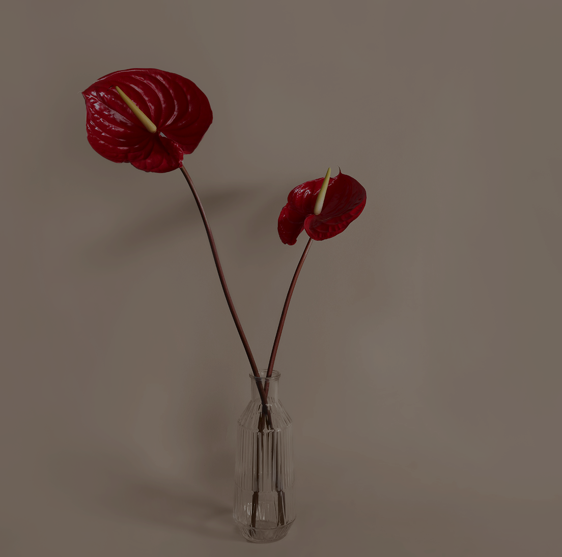 Anthurium