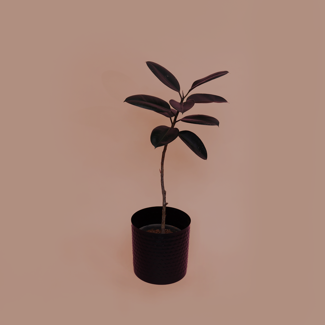 Ficus burgundy