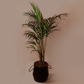 Areca Palm