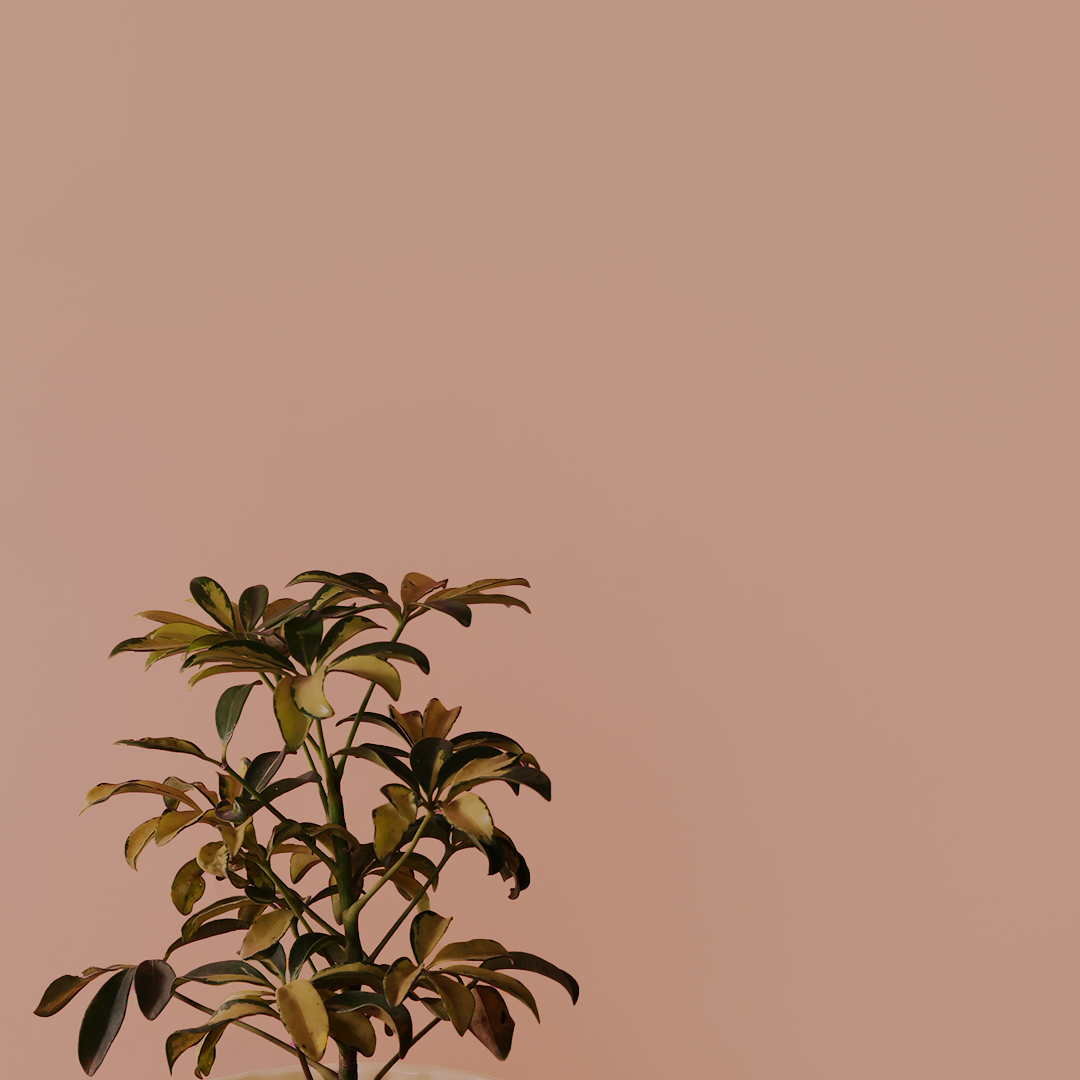 Schefflera leucantha/ Umbrella plant