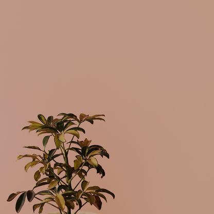 Schefflera leucantha/ Umbrella plant