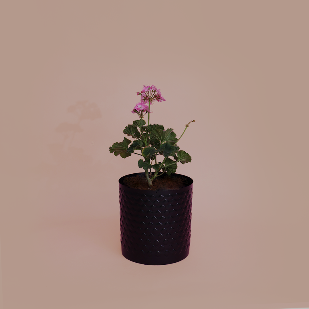 Pelargonium zonale/Geranium