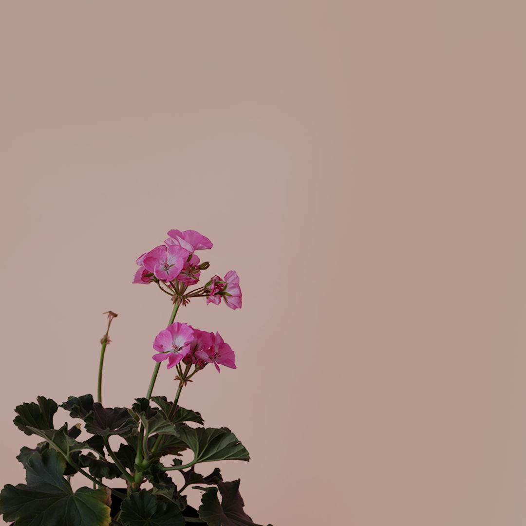 Pelargonium zonale/Geranium