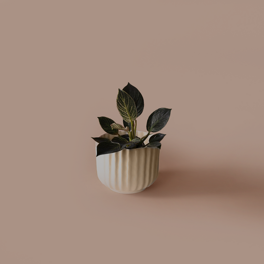 Philodendron birkin
