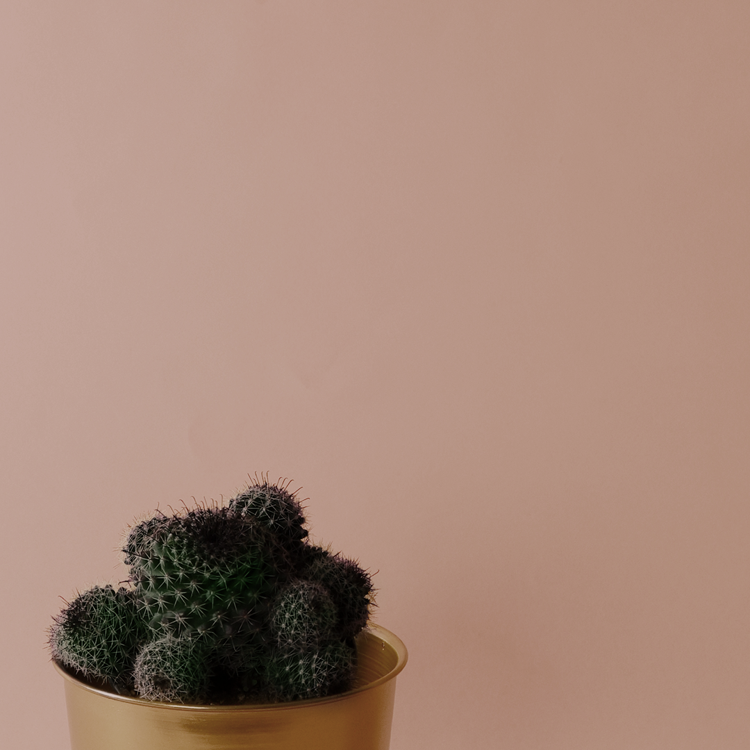 Mammillaria fraileana/Pincushion cactus