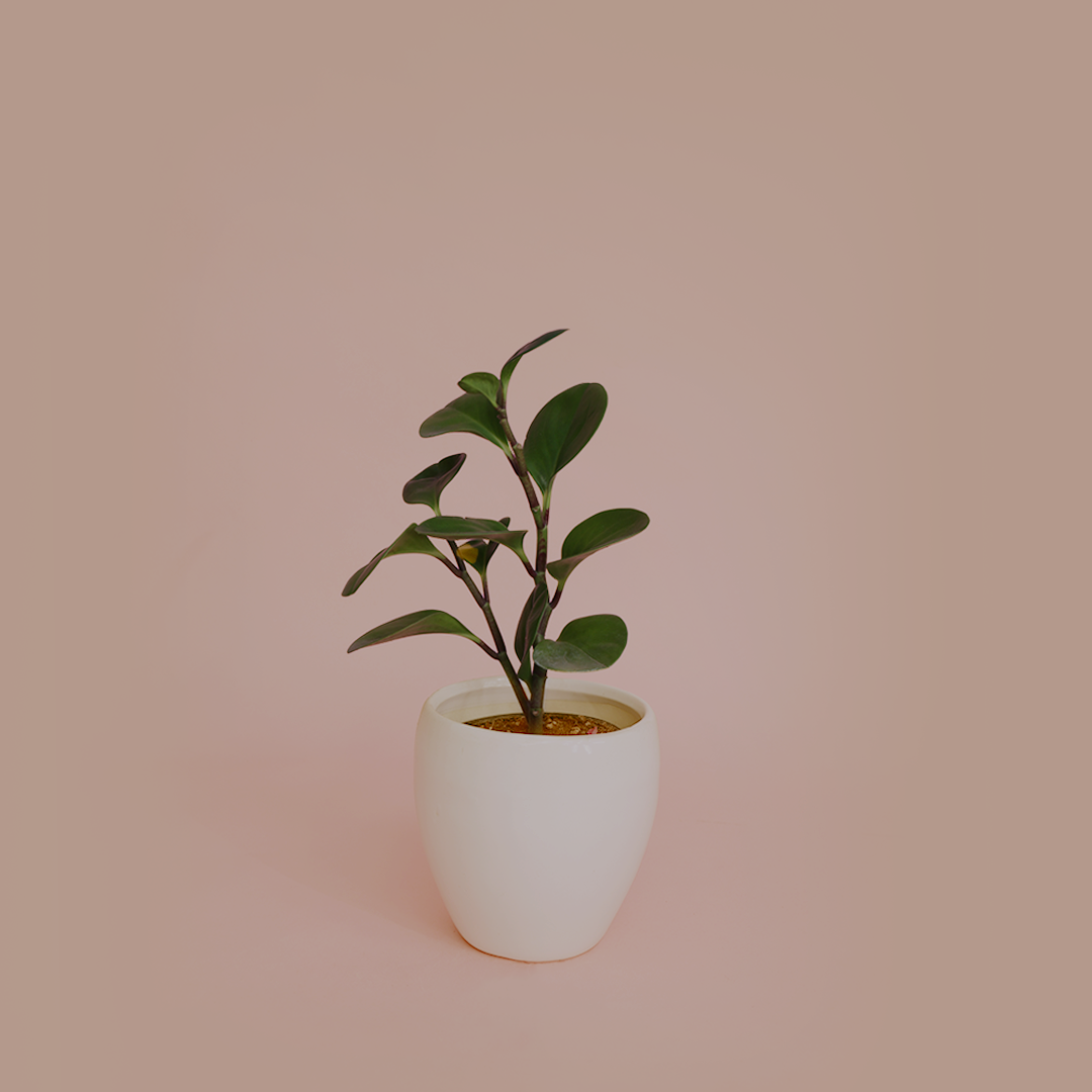 Peperomia obtusifolia/Baby rubber plant