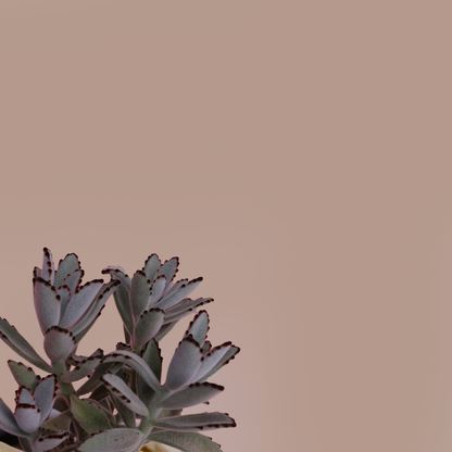 Kalanchoe tomentosa/Chocholate soldier