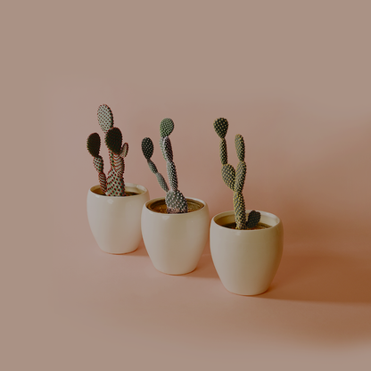 Opuntia microdasys/Bunny ears