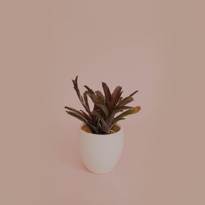 Bromeliad plant