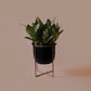 Sansevieria hahnii/Bird's nest snake plant