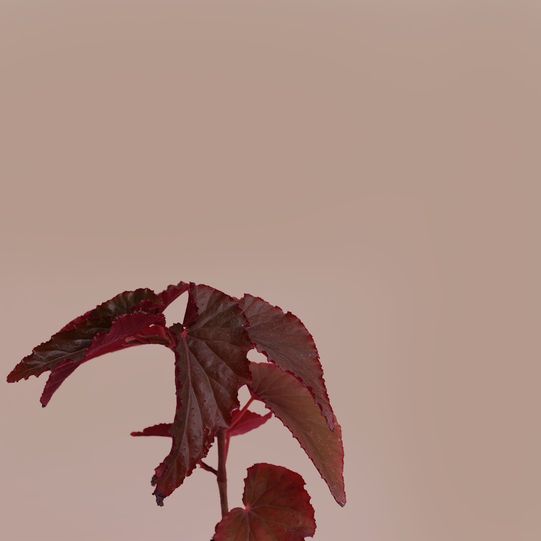 Begonia rex/Painted leaf begonia