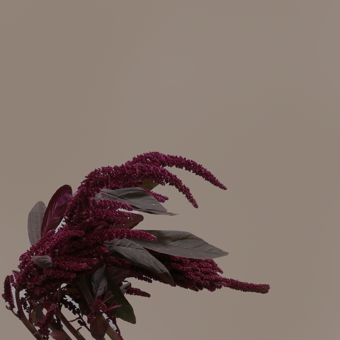 Amaranth