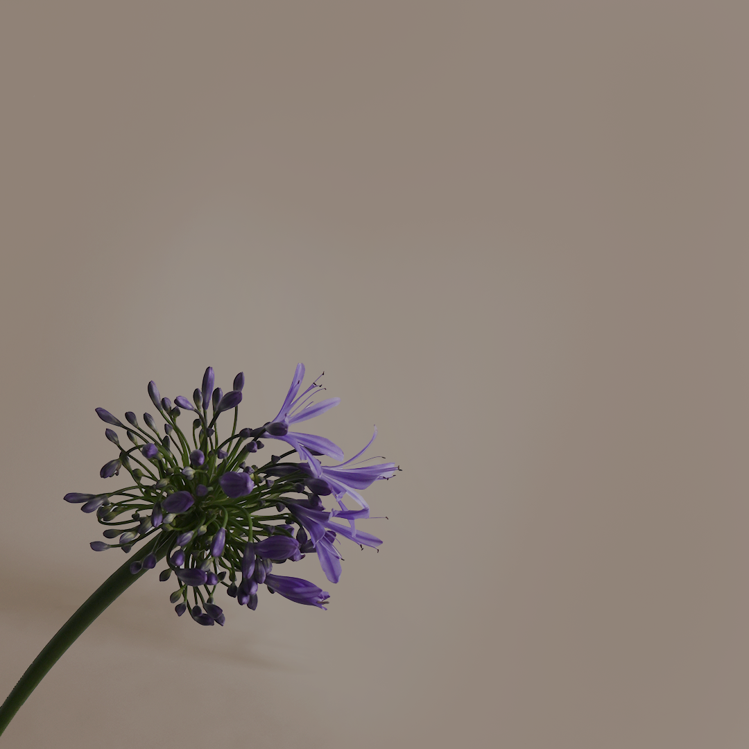 Agapanthus