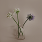 Agapanthus