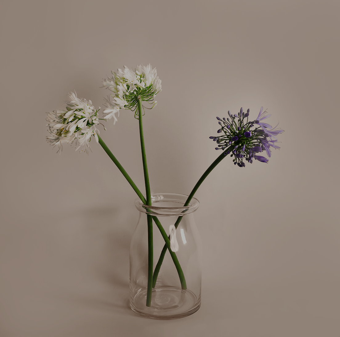 Agapanthus