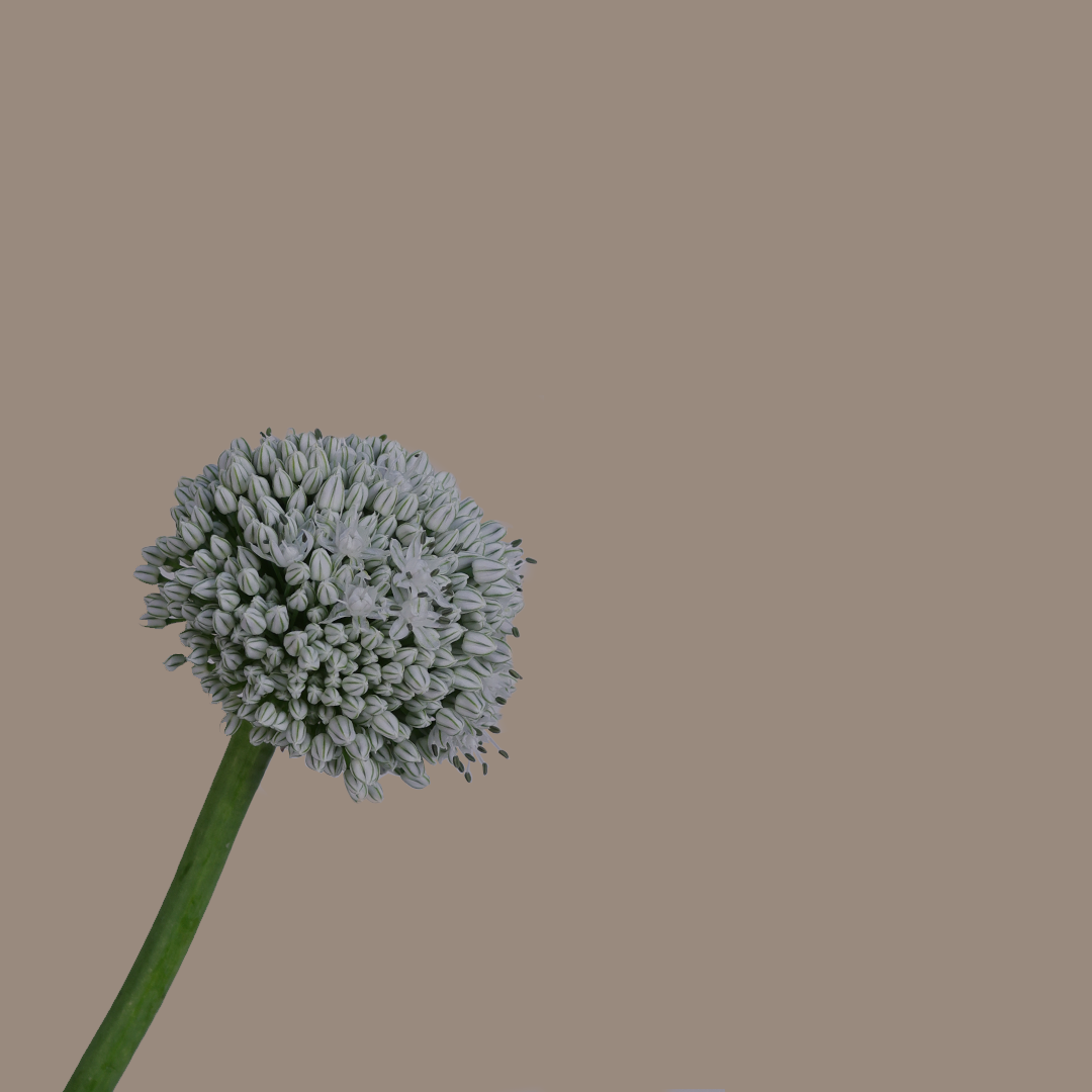 Allium