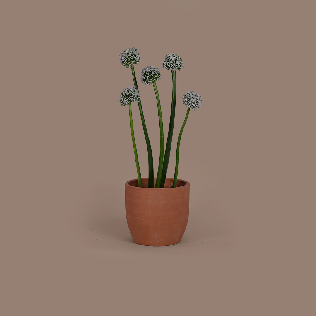 Allium